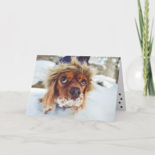 Cocker Spaniel Do I Smell Cake Birthday Card