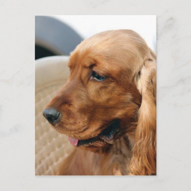 Cocker Spaniel dog Postcard (Front)