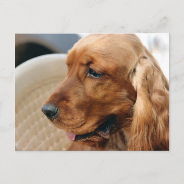 Cocker Spaniel dog Postcard (Front)