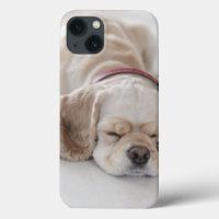 Cocker spaniel dog sleeping
