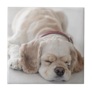 Cocker spaniel dog sleeping ceramic tile