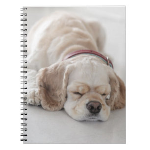 Cocker spaniel dog sleeping notebook