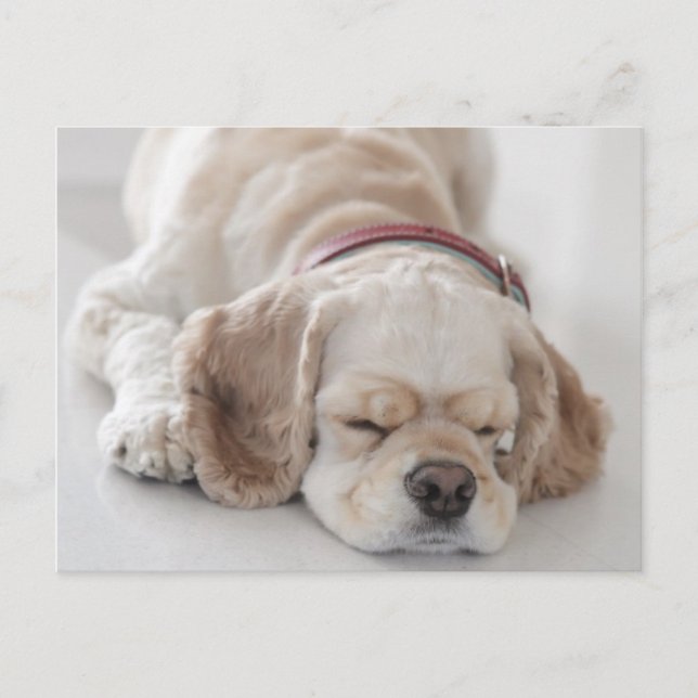 Cocker spaniel dog sleeping postcard (Front)
