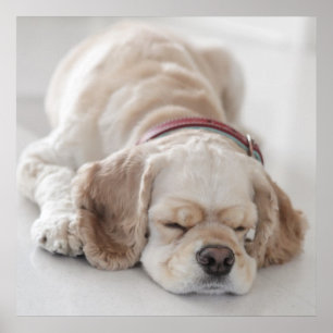 Cocker spaniel dog sleeping poster