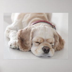 Cocker spaniel dog sleeping poster
