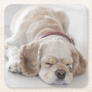Cocker spaniel dog sleeping square paper coaster