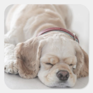 Cocker spaniel dog sleeping square sticker