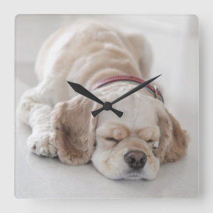 Cocker spaniel dog sleeping square wall clock