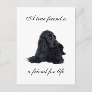 Cocker Spaniel friendship Postcard