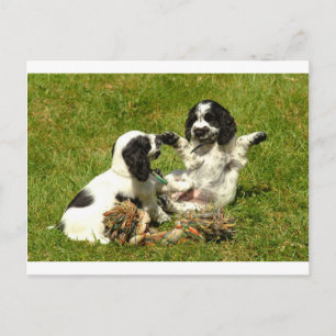 Cocker Spaniel Fun Postcard