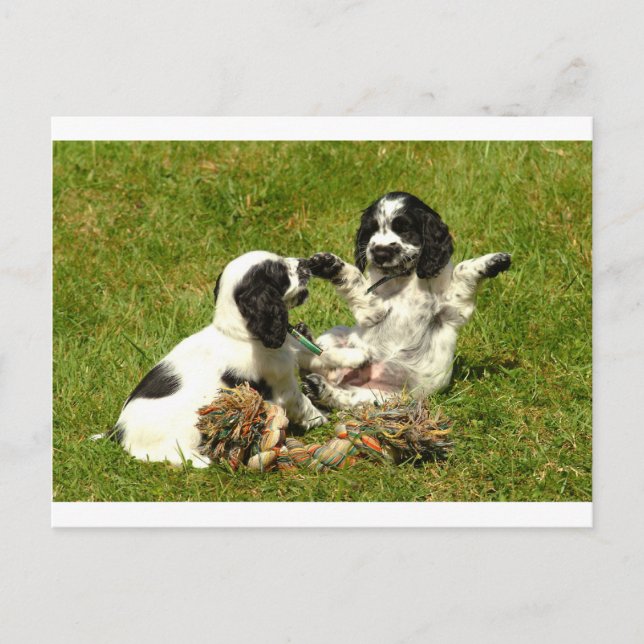 Cocker Spaniel Fun Postcard (Front)