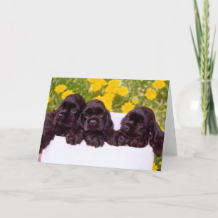 Cocker Spaniel Greeting cards