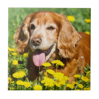 Cocker Spaniel in Yellow Flowers Ceramic Tile