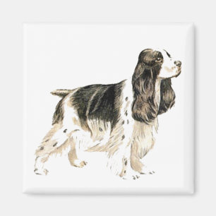 Cocker Spaniel magnet