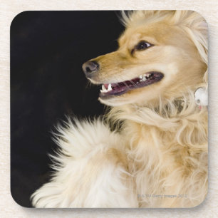 cocker spaniel mix on its back coaster