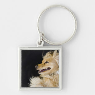 cocker spaniel mix on its back key ring