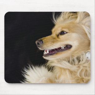 cocker spaniel mix on its back mouse pad