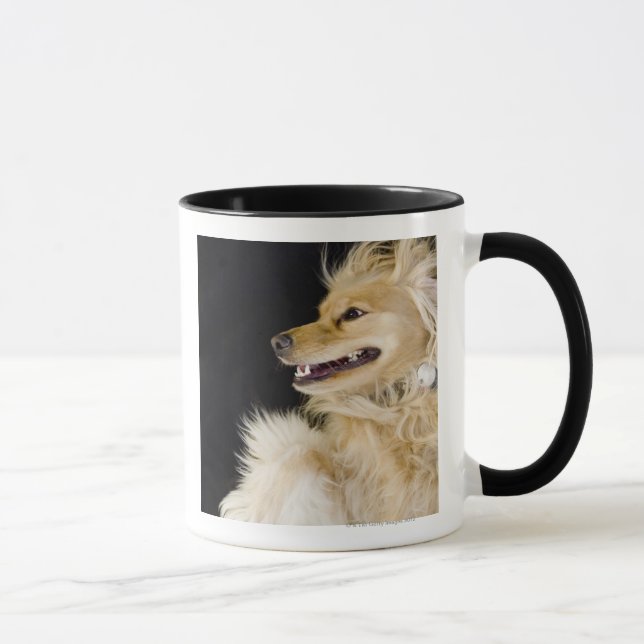 cocker spaniel mix on its back mug (Right)