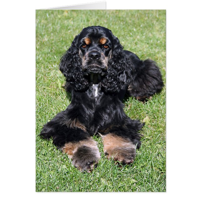 Cocker Spaniel Photo (Front)