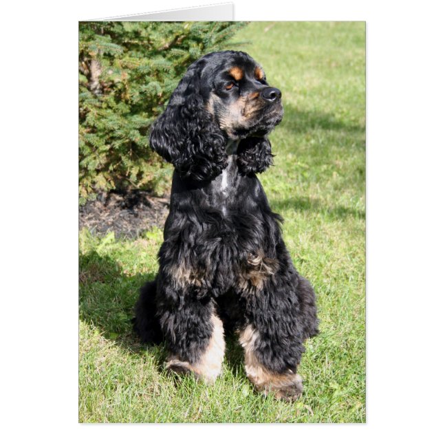 Cocker Spaniel Photo (Front)