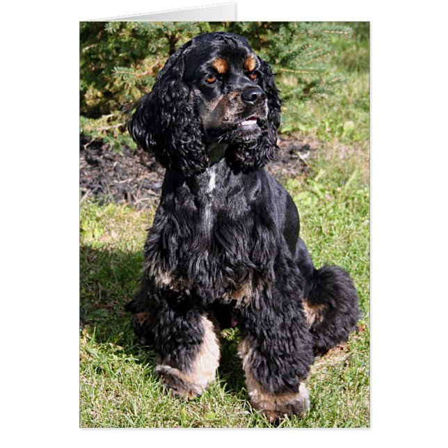 Cocker Spaniel Photo (Front)