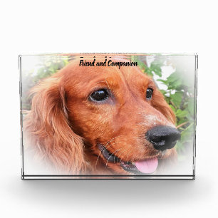 Cocker Spaniel. Photo Block
