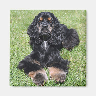 Cocker Spaniel Photo Magnet