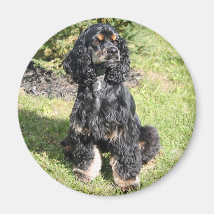 Cocker Spaniel Photo Magnet