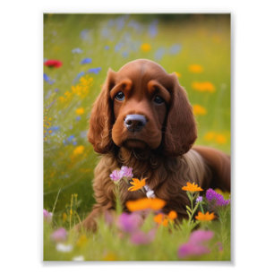 Cocker Spaniel Photo Print
