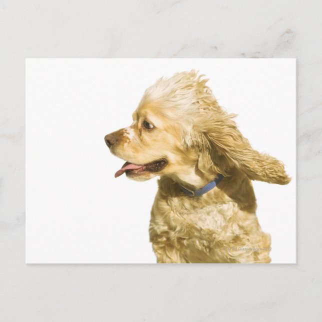 Cocker Spaniel Postcard (Front)