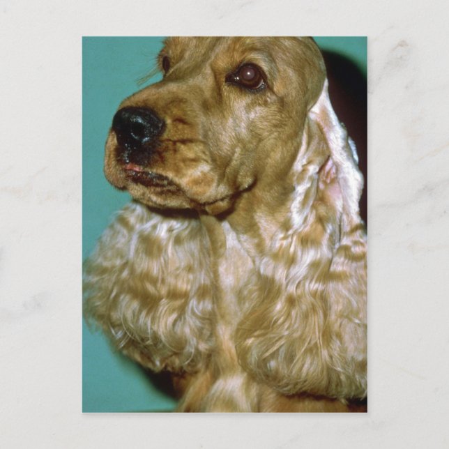 Cocker Spaniel Postcard (Front)