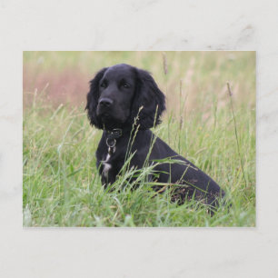 cocker spaniel postcard
