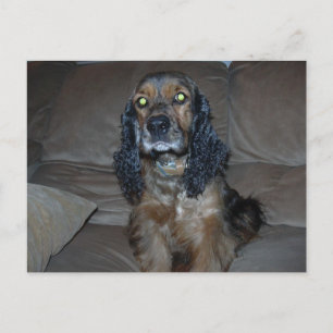 Cocker Spaniel Postcard
