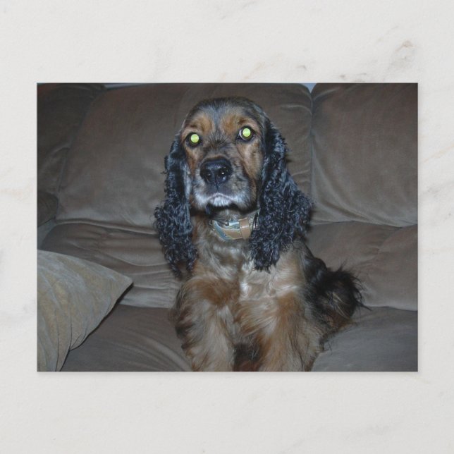 Cocker Spaniel Postcard (Front)