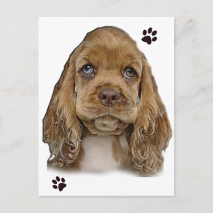 Cocker Spaniel Postcard