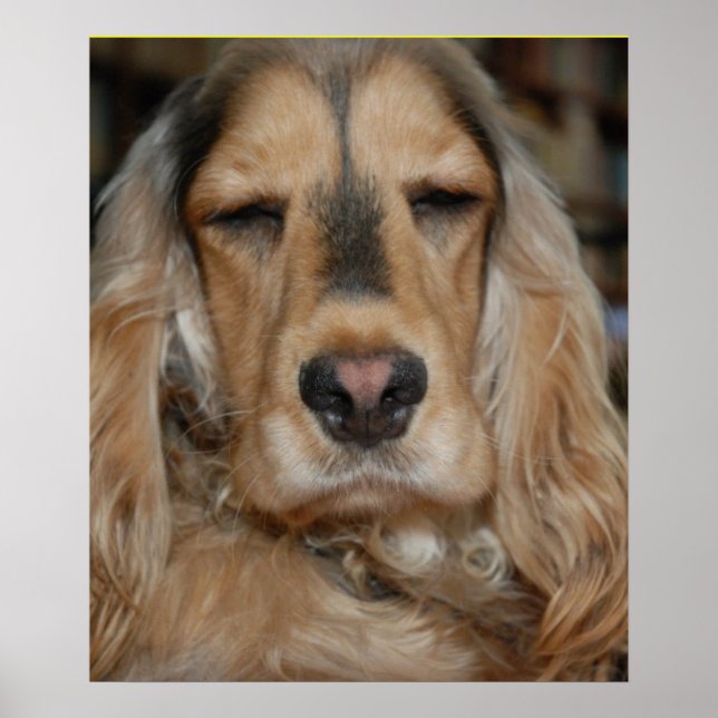 Cocker Spaniel Poster (Front)