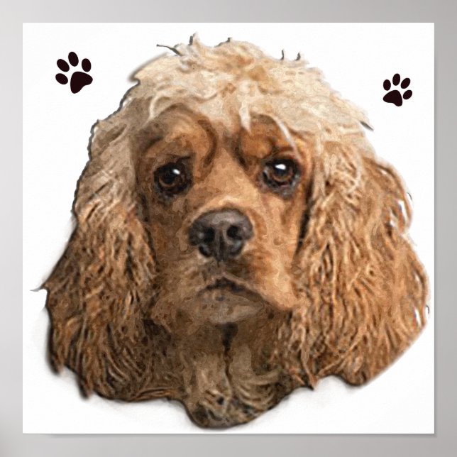  Cocker spaniel  Poster (Front)