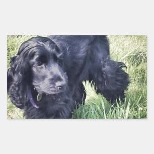 Cocker Spaniel Puppy Rectangular Sticker