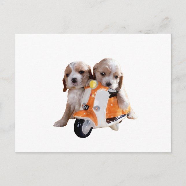 Cocker spaniel pups on moped postcard (Front)