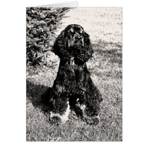 Cocker Spaniel Sketch