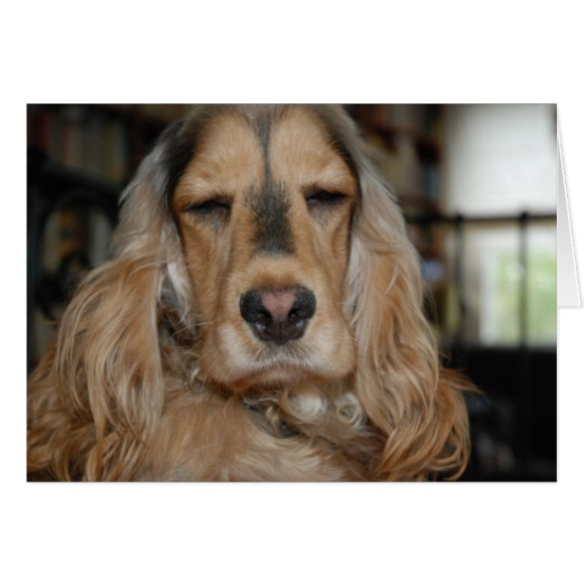 Cocker Spaniel Sushi (Front Horizontal)