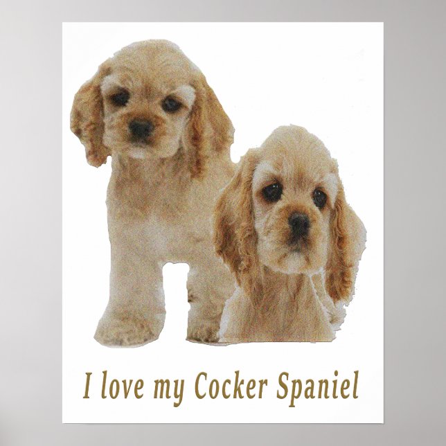 cocker spaniels poster (Front)