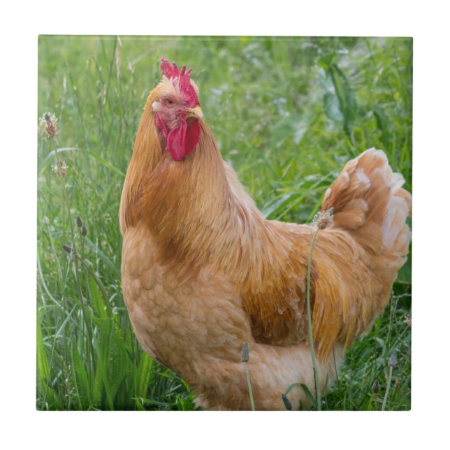 Cockerel hens photograph tile (Front)