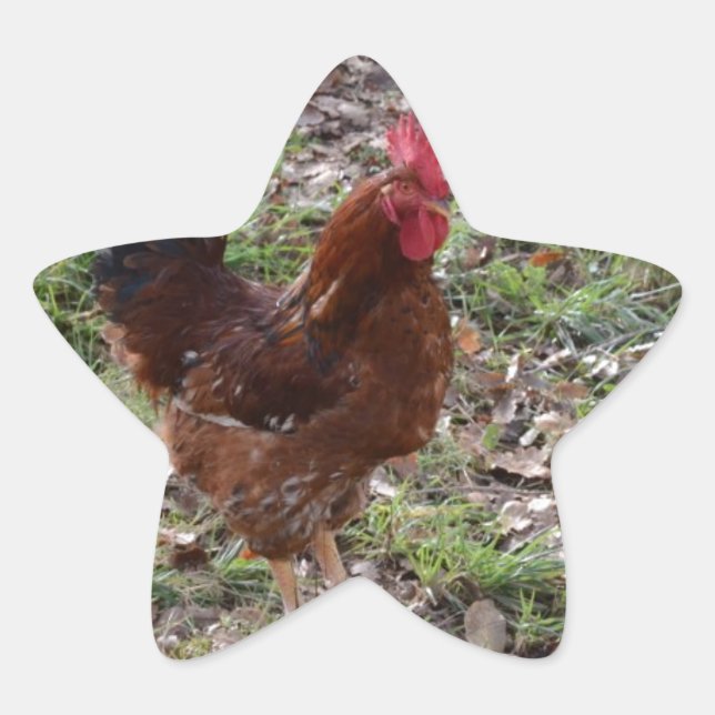 Cockerel Star Sticker (Front)