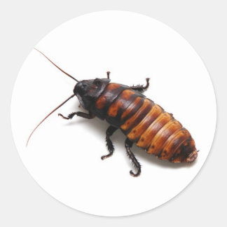 Cockroach Classic Round Sticker