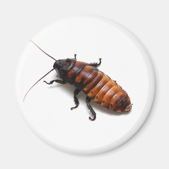 Cockroach Magnet (Front)