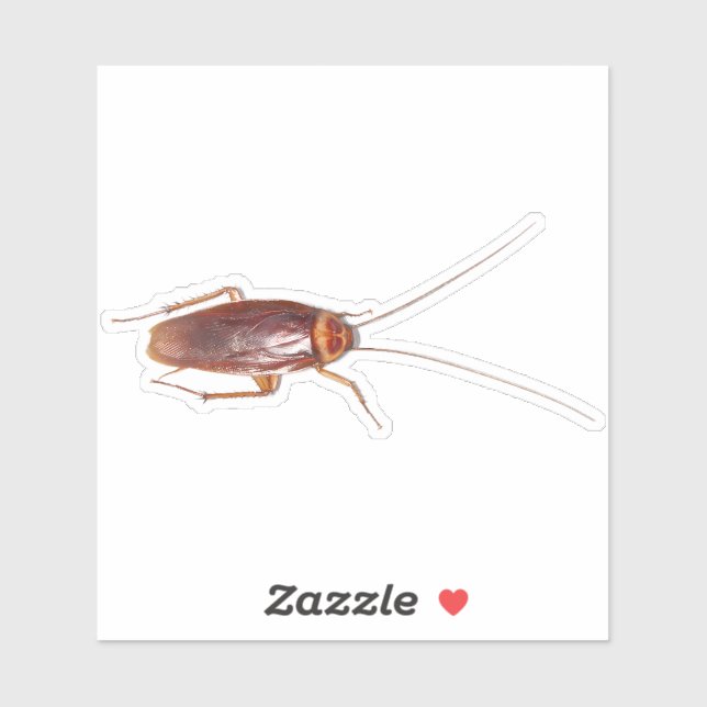 Cockroach Roach (Sheet)