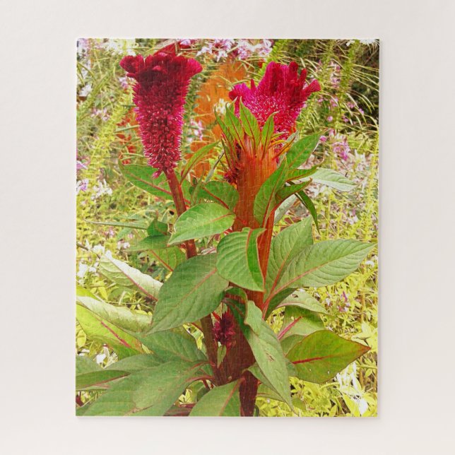 COCKSCOMB FLOWER   JIGSAW PUZZLE (Vertical)