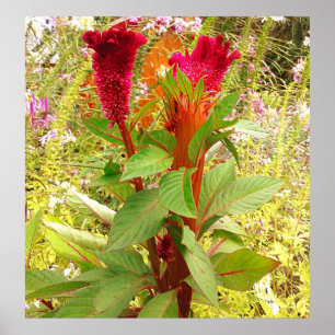 COCKSCOMB FLOWER  POSTER