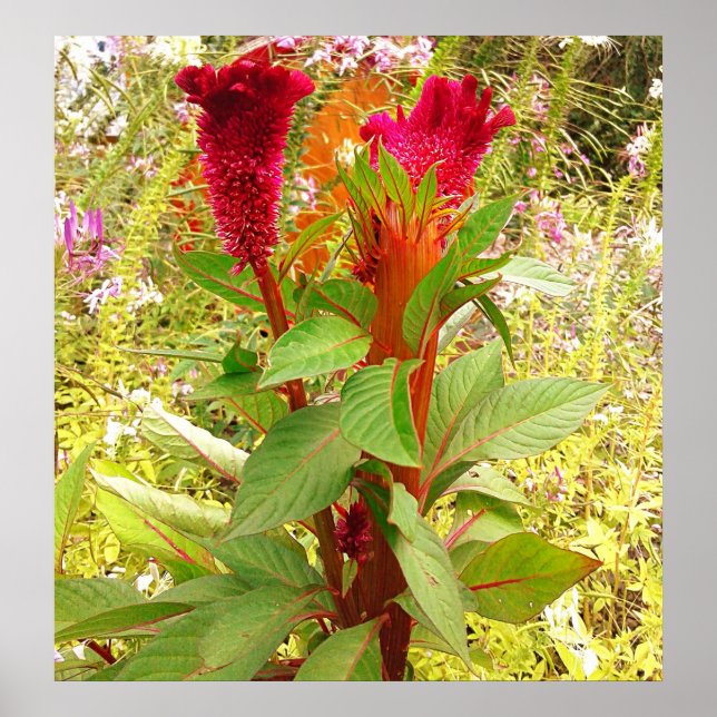 COCKSCOMB FLOWER  POSTER (Front)